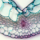 Illustration for article titled Photos of the Amazing and Gruesome World Under a Microscope